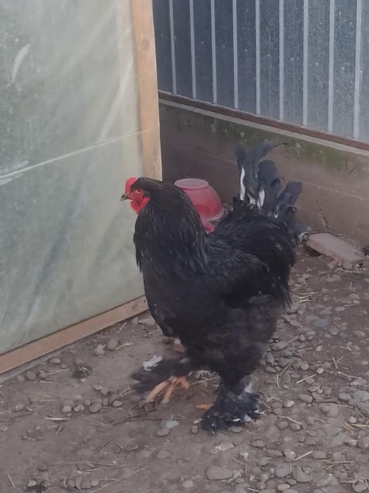 Pui brahma herminat deschis și negru
