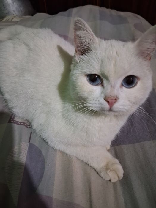 Oq rangli chiroyli mushuk sotiladi!
Sog‘lom, juda muloyim va o‘y