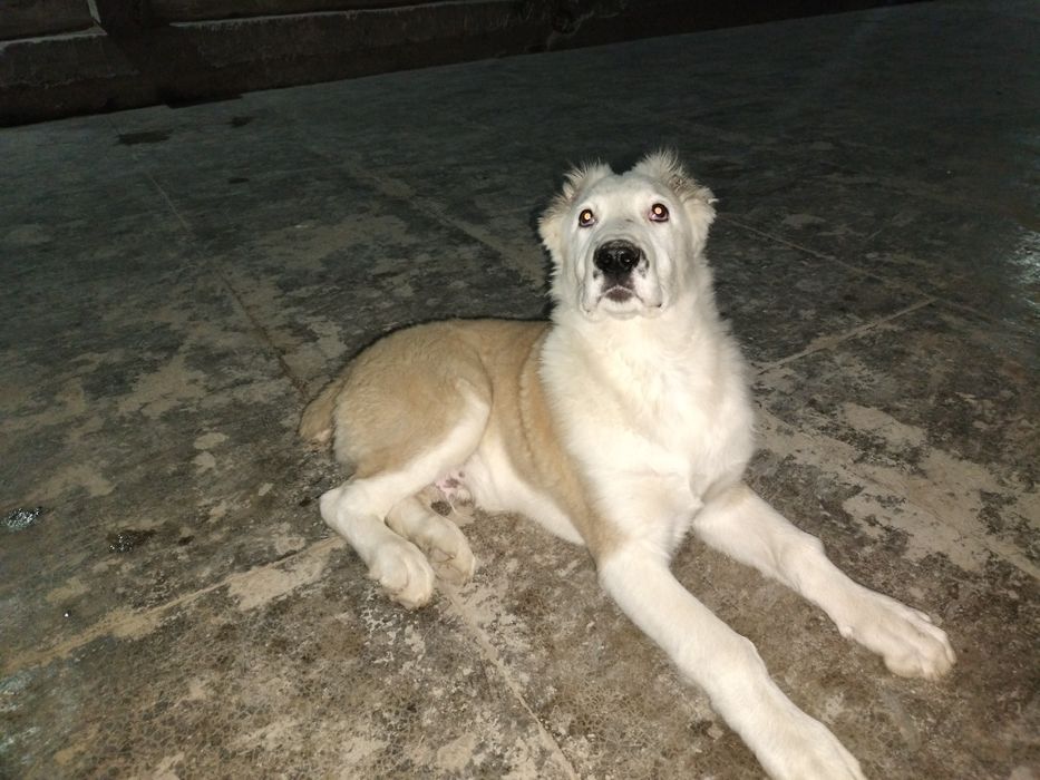 Туркман кучук эркак 3 ойлик