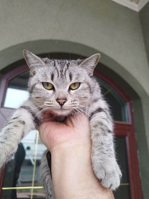 Skotish stright Шотландская прямоухая кошка