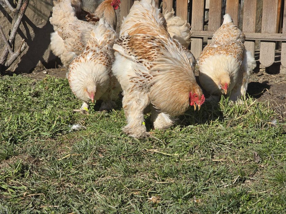 Продавам разплодни яйца от Бяло златна Брама [White gold Brahma]