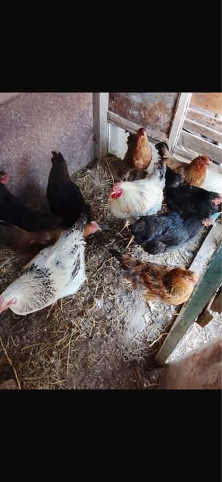 Продам курей,         ,          ,