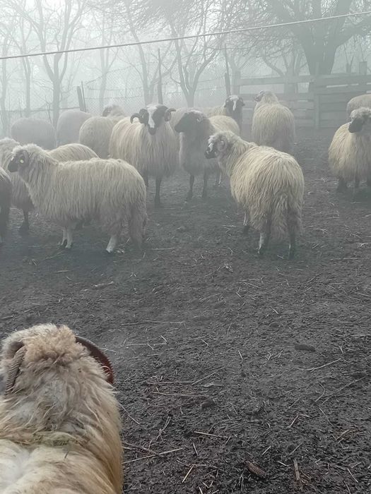 Berbecut mior de vanzare