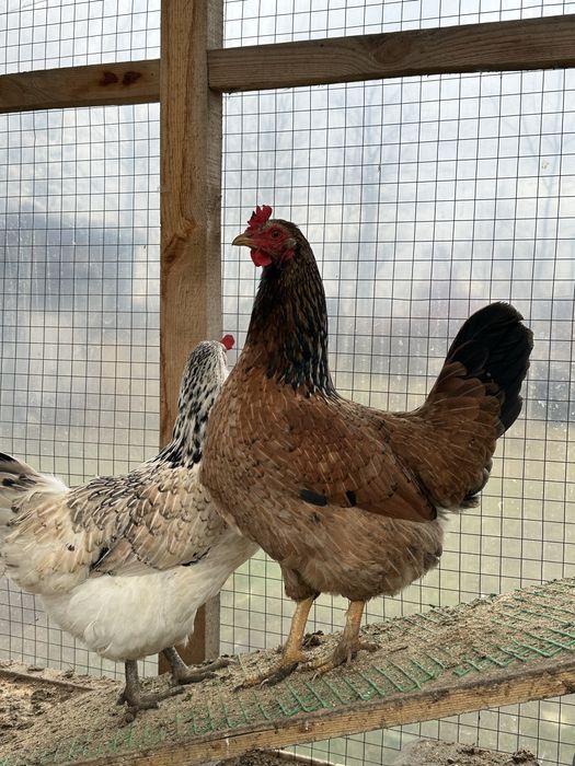 Инкубационое домащнее яйцо.