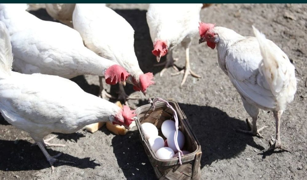 Куры несушки  Легрон