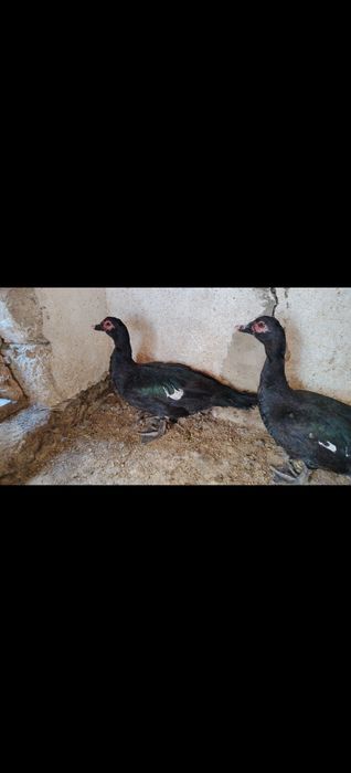 Изумрудный самец индаутки