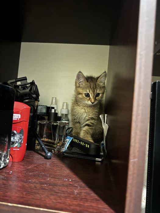 Отдам даром в хорошие руки