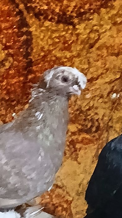 Самец кызыл сочь