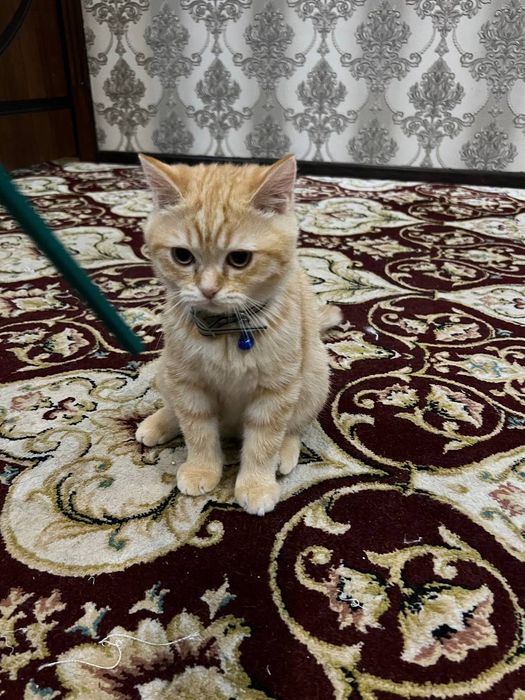 Sotiladi 800ming toza britan