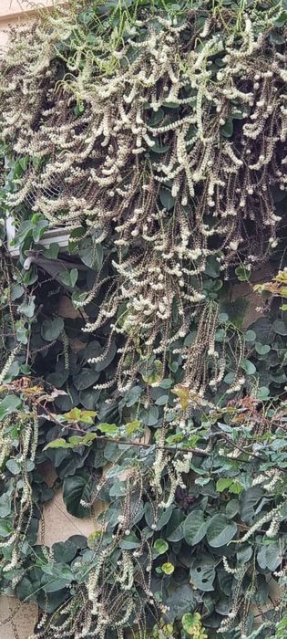 Анредера сердцелистная