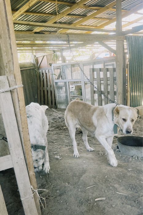 Алабай ургашы ит сатылады