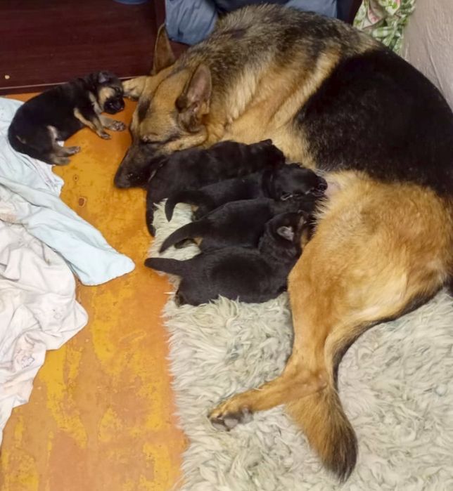 Щенки немецкой овчарки