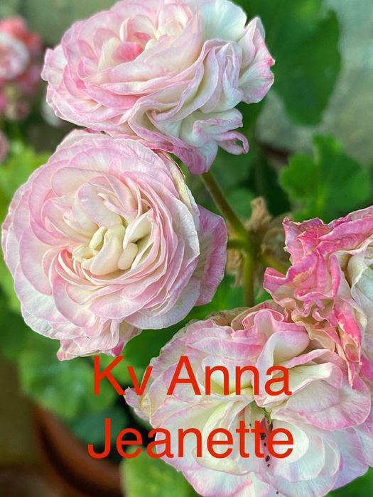 Вкоренени резници от сортови мушката.