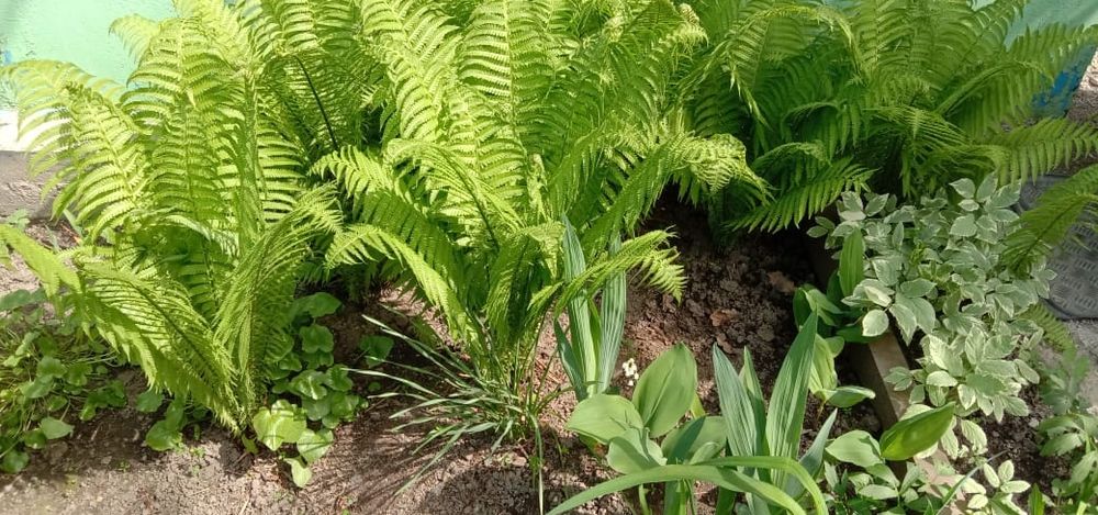 Папоротник кусты