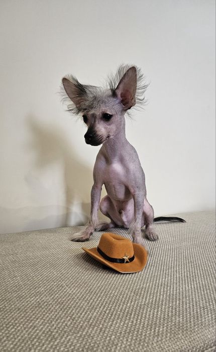 Китайско голо качулато куче