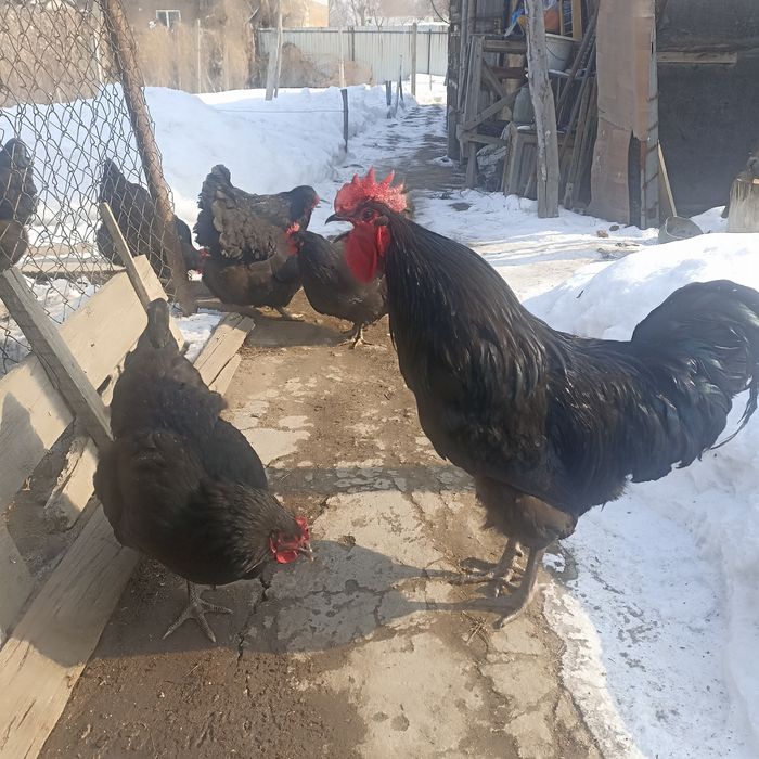 Семейка Джерсийского Гиганта