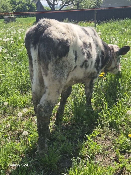 Vând vițică si tăuraș Belgian vârstă 3 luni jumătate