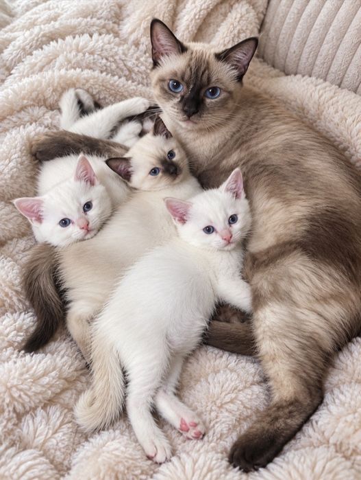 Рагдол Регдол-Ragdoll