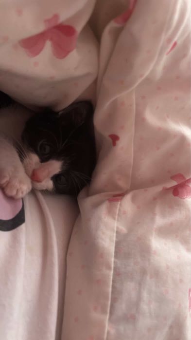 Pui pisica adoptie