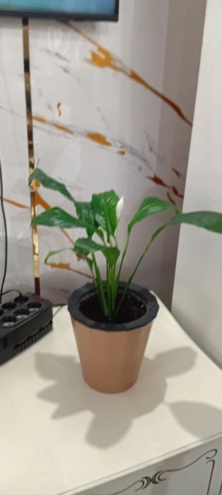 Комнатные цветы недорого