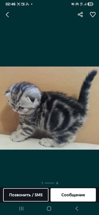 Продам срочно кота