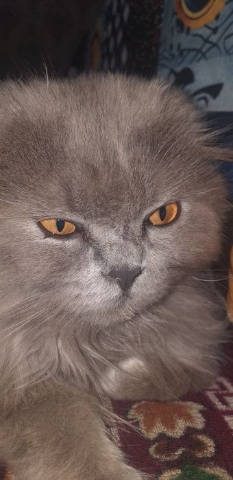 Scottish Fold mushuk sotiladi