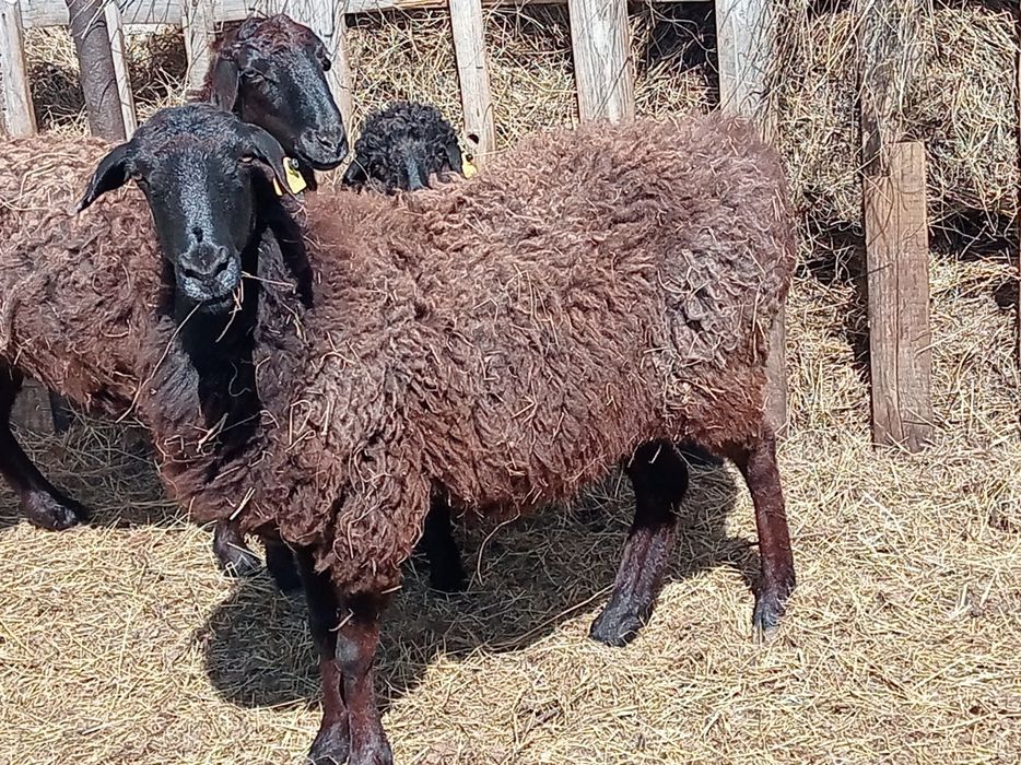 Продам баран, овцематку жирная
