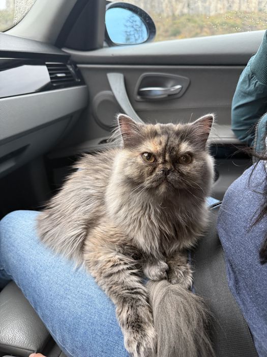 Британски късокосмести котета