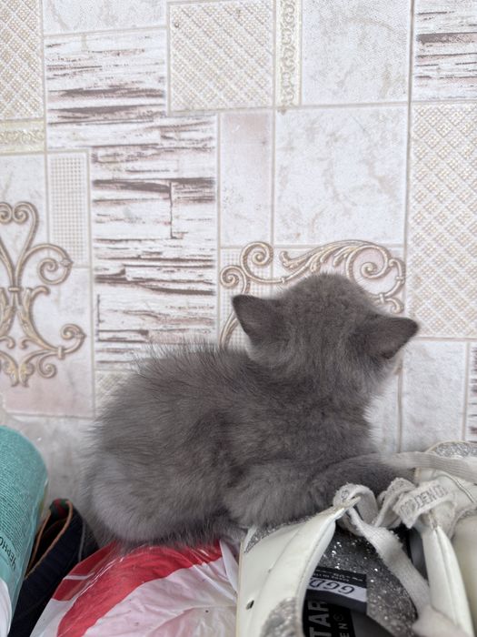 Срочно британские котята скоттиш страйт!