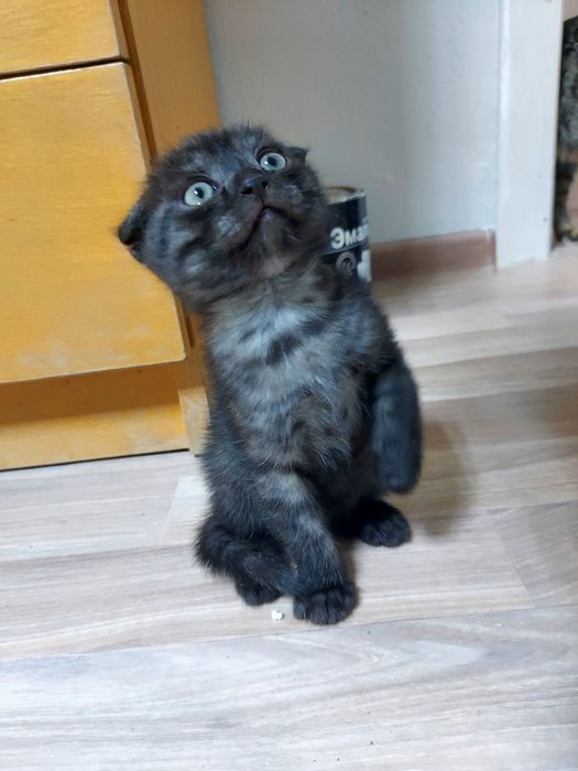 Котенок шотладнский вислоухий