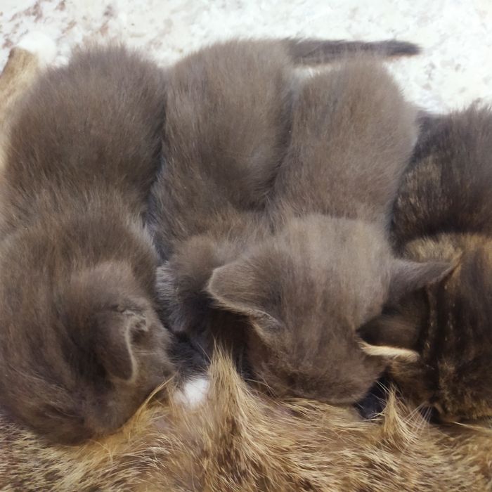 Пепельные котята