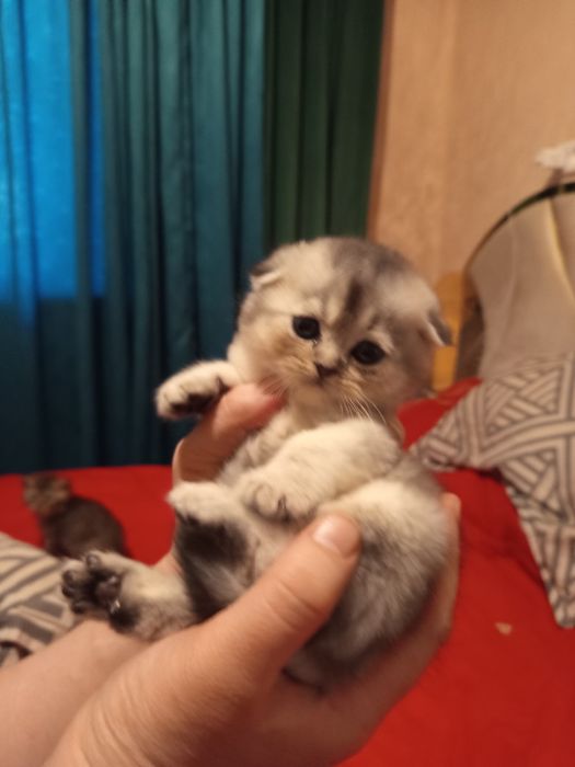 Продаётся котёнок скотиш фолд серебристый шиншилла