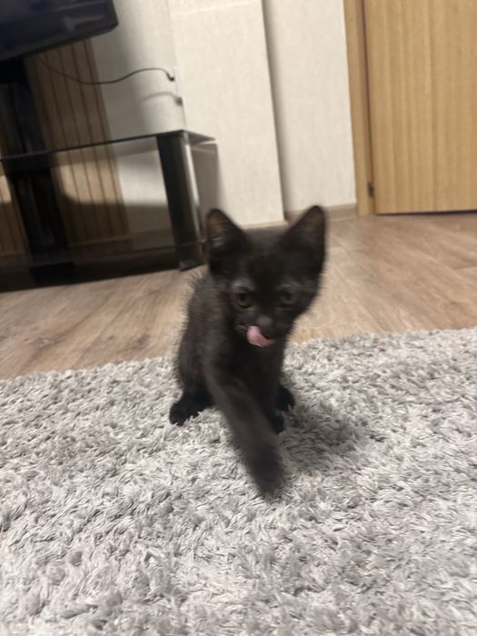 Котенок в хорошие руки