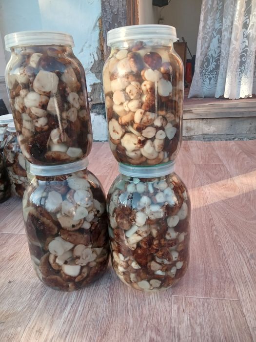 Продам  грибы этого года