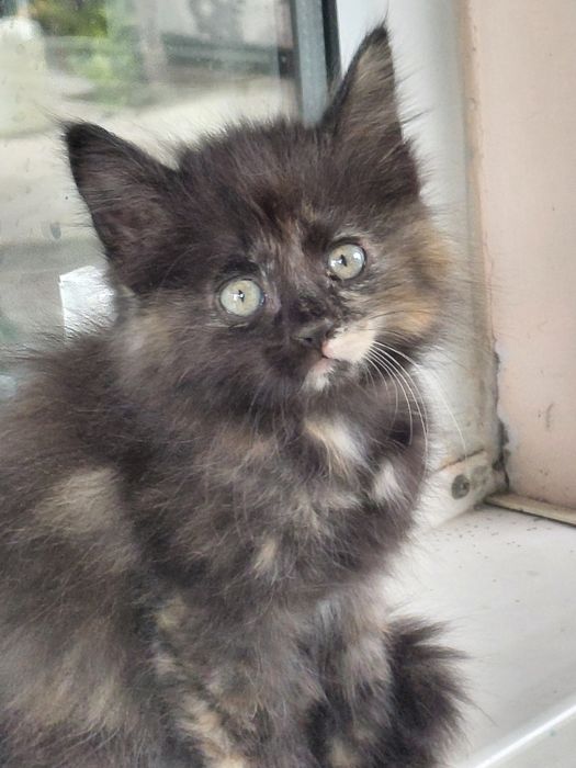 Котята бесплатно