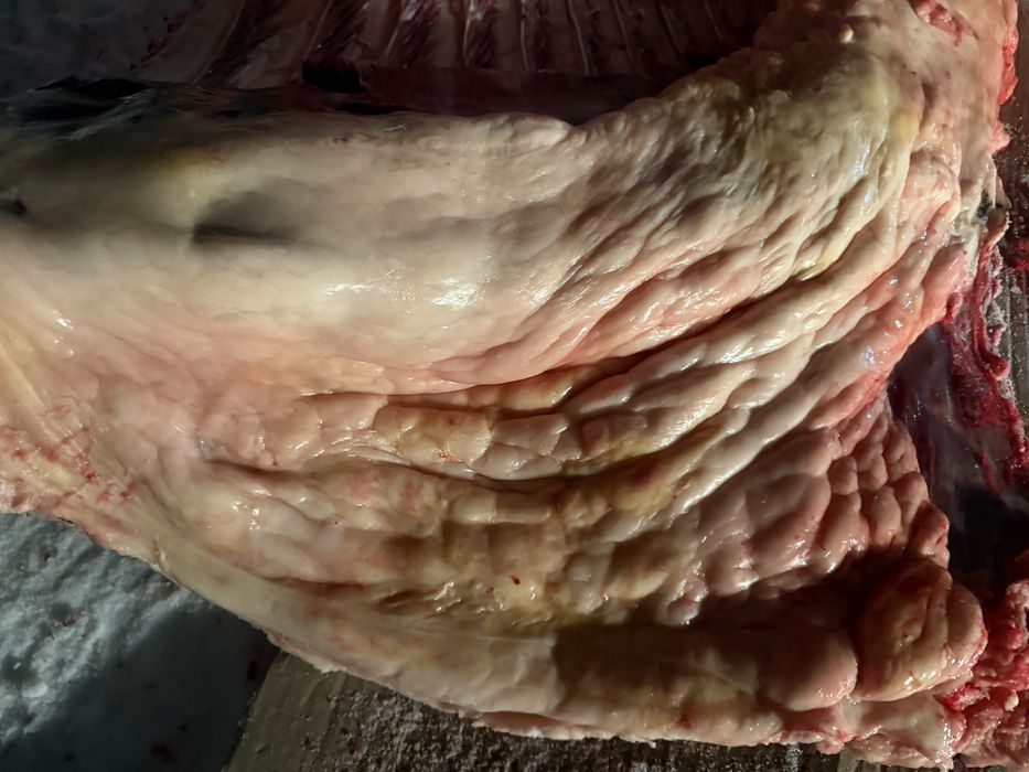 Согым семиз бие, байтал 3200 тг