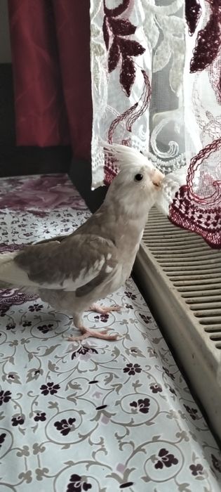 Papagal Nimfa Ninfă