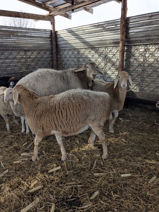 Кочкар породы Арашан