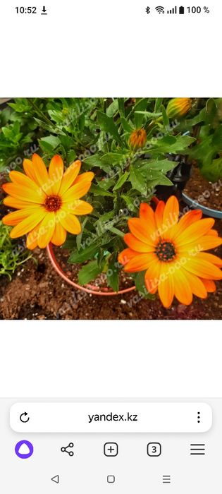 Продам, укоренённые еврочеренок остеоспермума