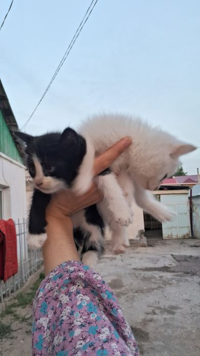 Кошки бесплатной
