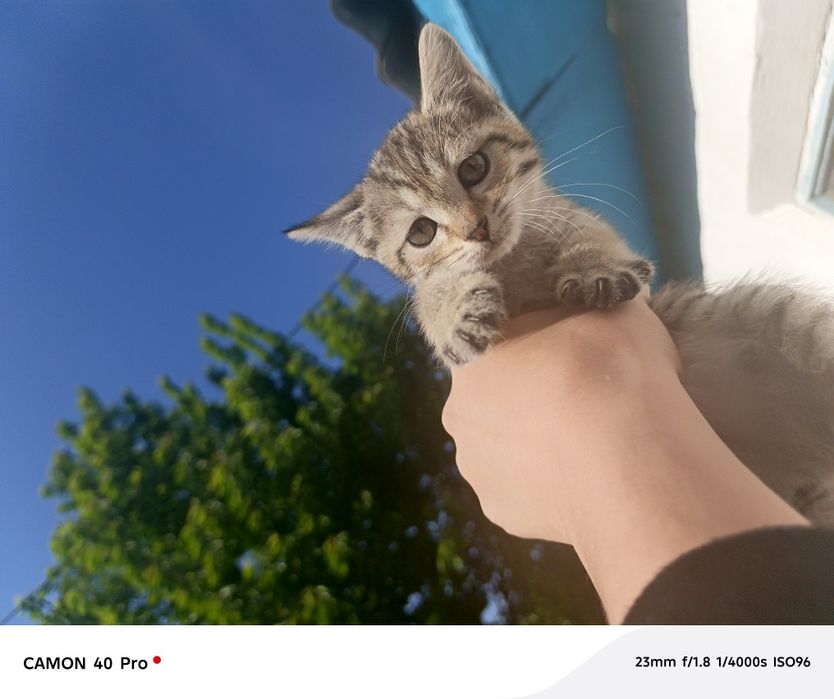 Котята, в добрые руки