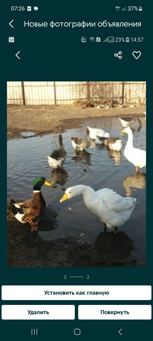 Утки башкирские ,,индоутки