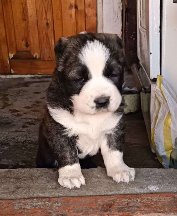 Щенок Алабая девочка