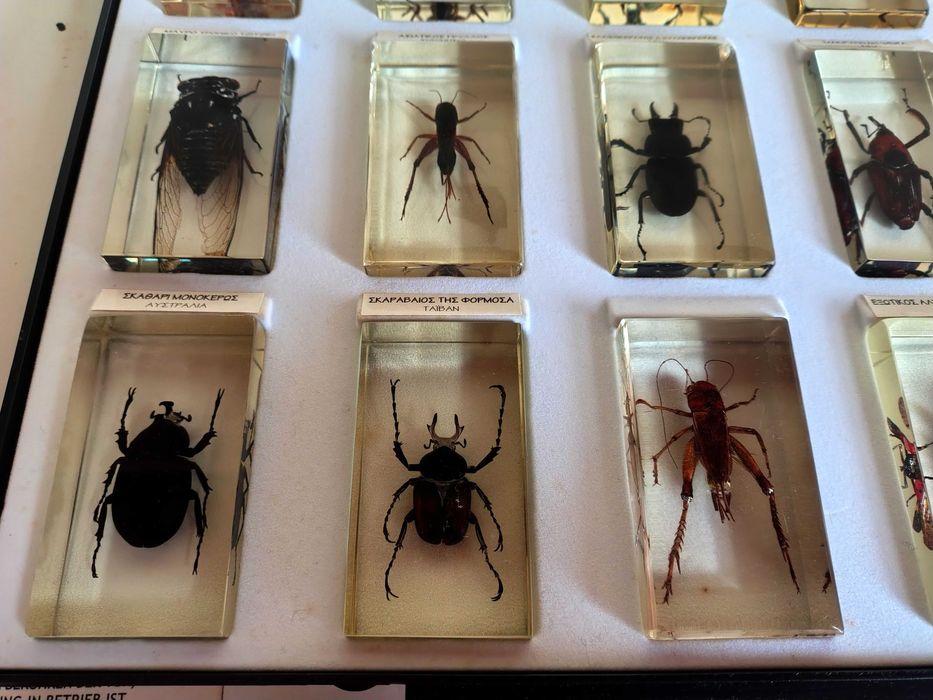 Страхотна Колекция Хербарий От Буболечки,Насекоми