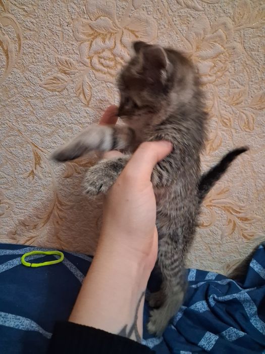 Отдам котенка даром