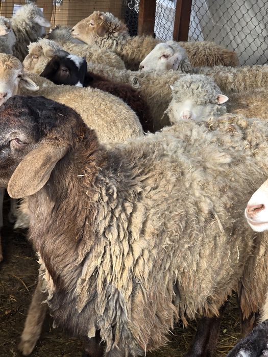 Баран Гиссар продажа или обмен.