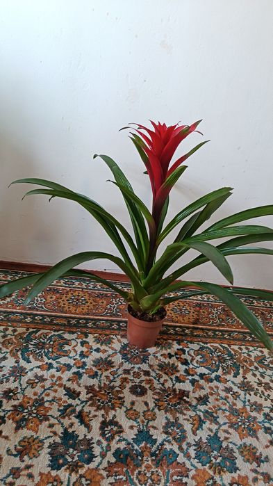 Красивая Гузмания