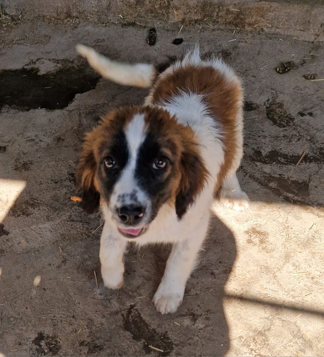 Щенки собаки ищут дом. Срочно