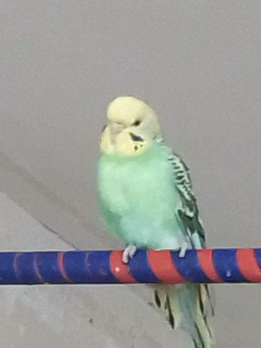 Продаются волнистые попугаи парами