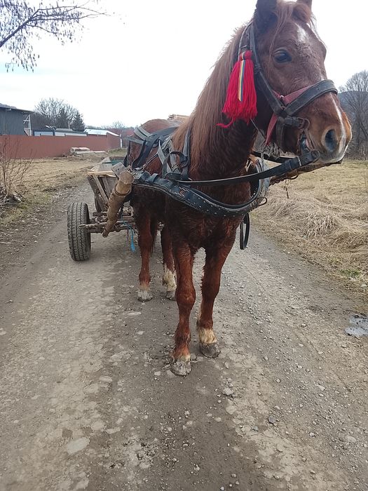 Vând mânz armăsar